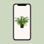 Asplenium nidus Crissie (vogelnestvaren) – Ø17 cm, 40 cm hoog