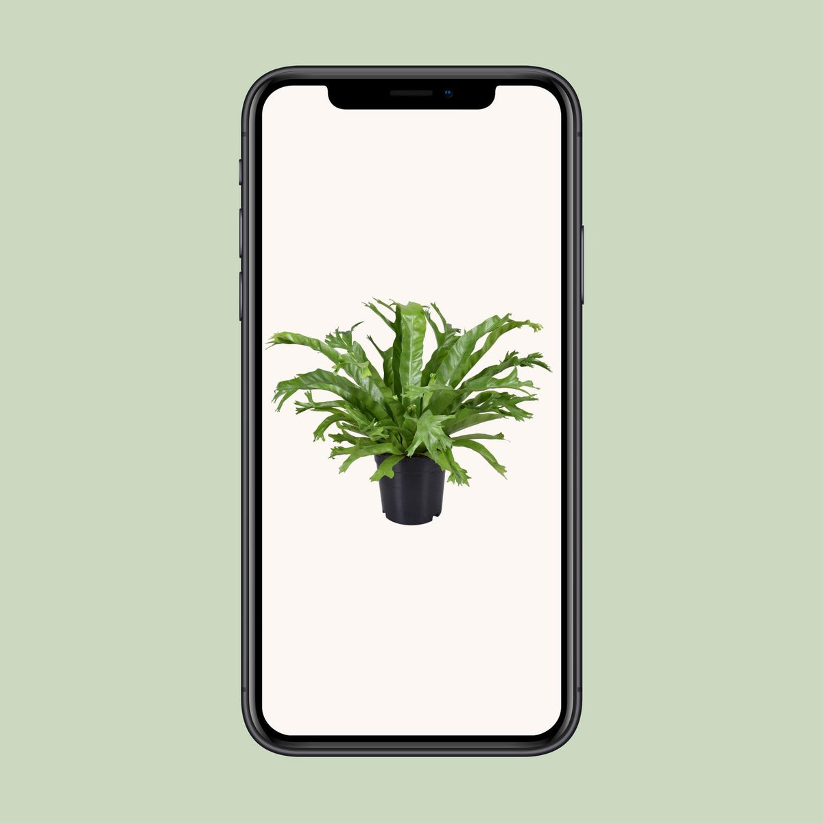 Asplenium nidus Crissie (Vogelnestfarn) – Ø 17 cm, 40 cm hoch