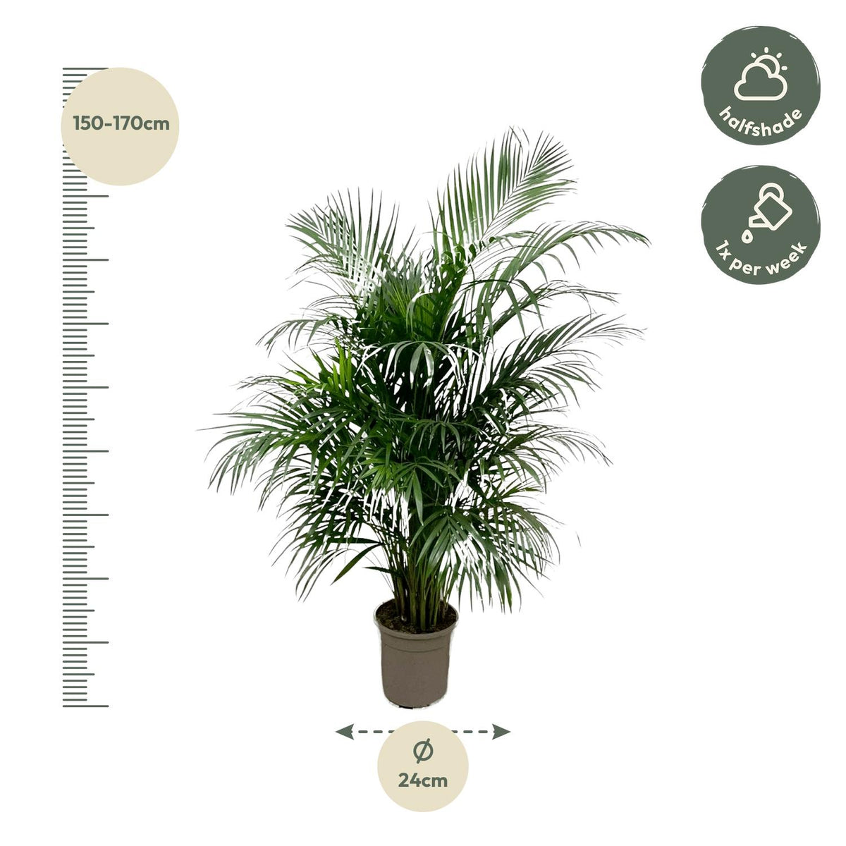 Arekapalmsväxt (Dypsis) – Ø21 cm, 140 cm hög