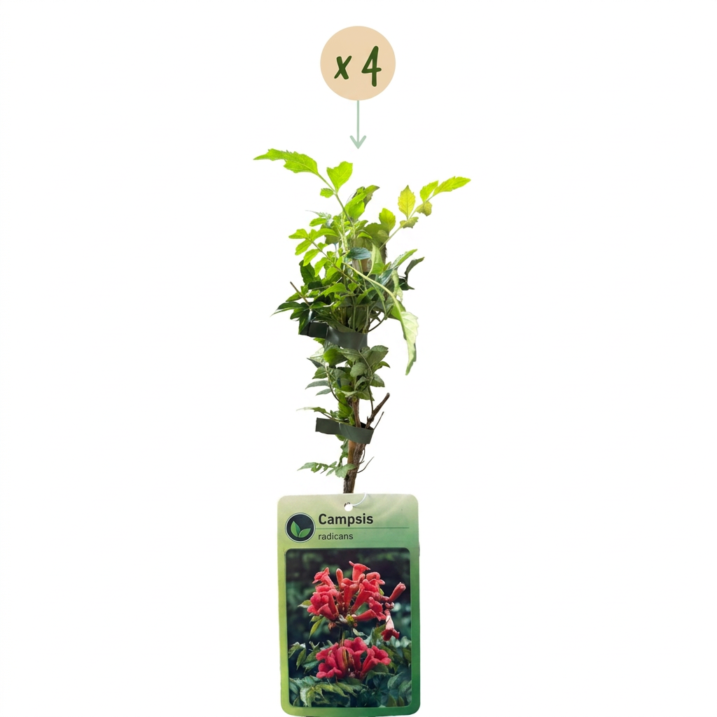 Campsis radicans (trompetenartige Kletterpflanze) – orange-rot – 4 Pflanzen, Ø 9 cm, 35 cm hoch – Bild 2