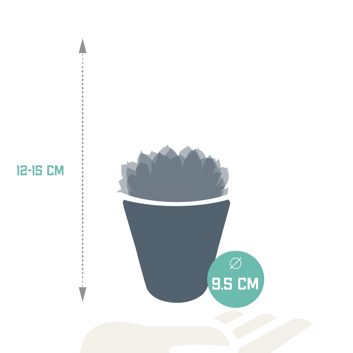 Echeveria mix in witte pot – Ø9 cm, 15 cm hoog