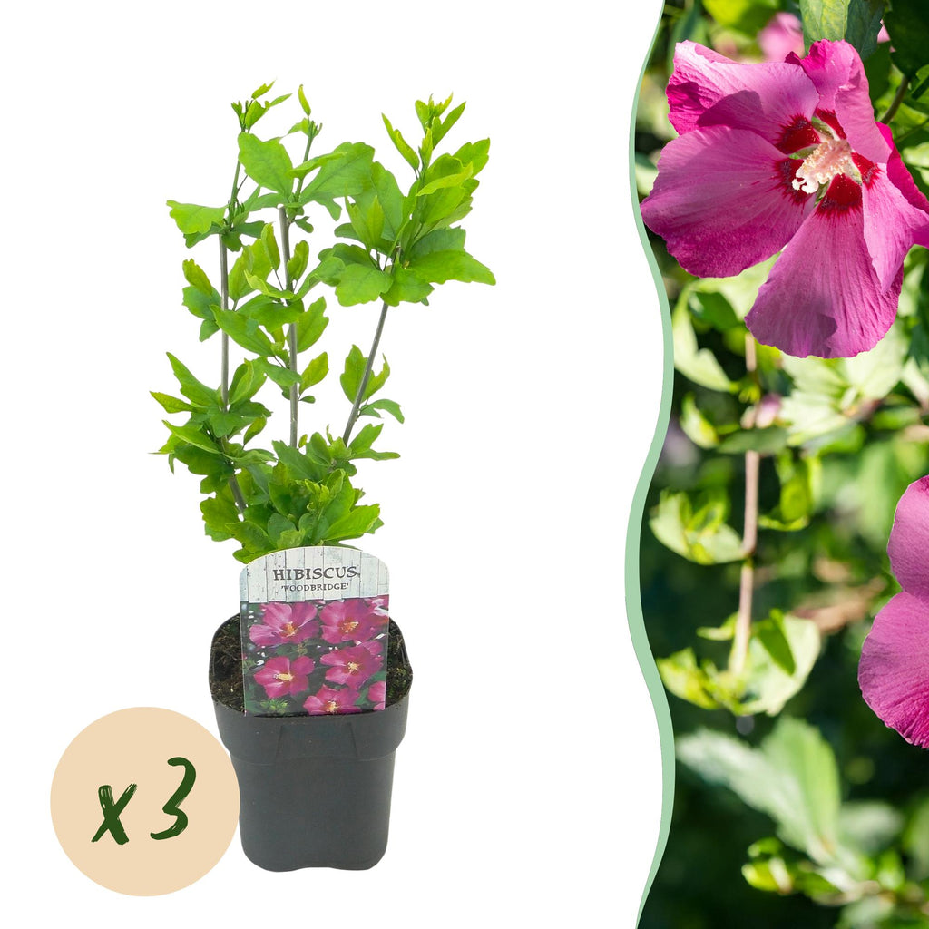 Hibiscus syriacus 'Woodbridge' (Rosenhibiskus) – rosa – 3 Pflanzen, Ø 17 cm, 45 cm hoch