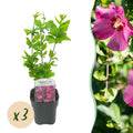 Hibiscus syriacus 'Woodbridge' (Rosenhibiskus) – rosa – 3 Pflanzen, Ø 17 cm, 45 cm hoch