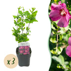 Hibiscus syriacus 'Woodbridge' (Rosenhibiskus) – rosa – 3 Pflanzen, Ø 17 cm, 45 cm hoch