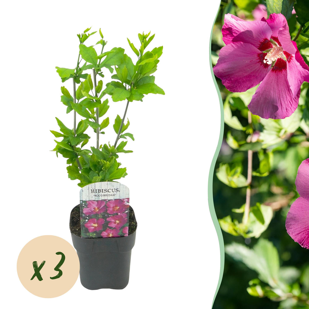 Hibiscus syriacus 'Woodbridge' (tuinhibiscus) – roze – 3 planten, Ø17 cm, 45 cm hoog