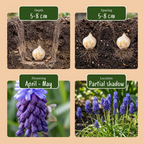 Breitblättrige Blausternchen (Muscari latifolium) – 100 Blumenzwiebeln (Zwiebelgröße 5/6)