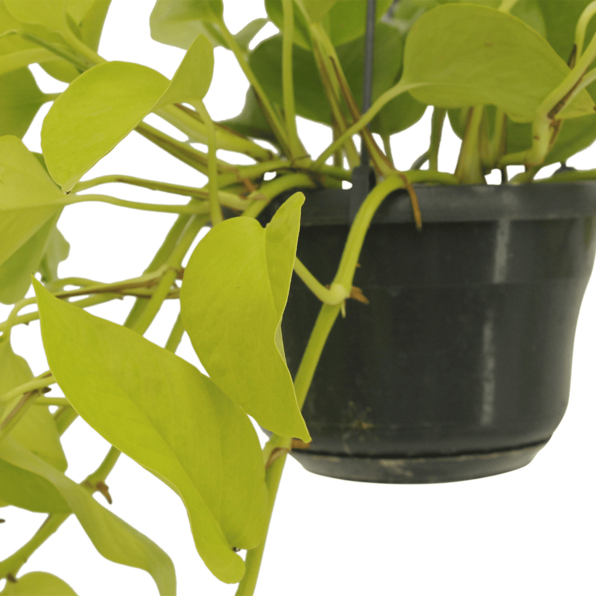 2× Scindapsus (Epipremnum) – Ø15 cm, 25 cm de haut