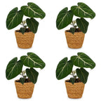 4× Philodendron gloriosum med kurv – Ø12 cm, 25 cm høj