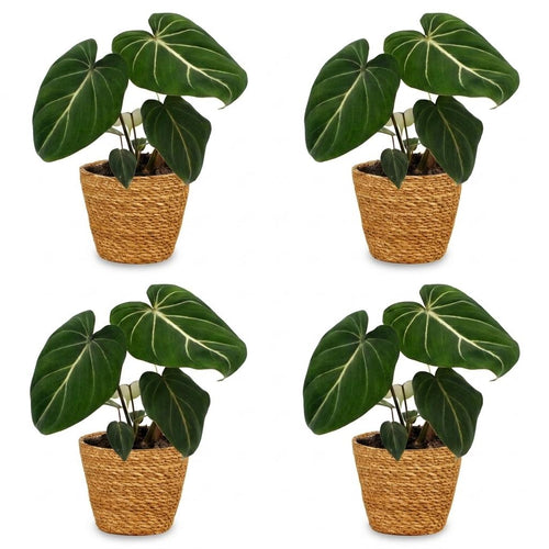 4× Philodendron gloriosum mit Körbchen – Ø 12 cm, 25 cm hoch