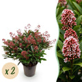 Skimmia japonica 'Rubella' – rød – 2 planter, Ø19 cm, 60 cm høj
