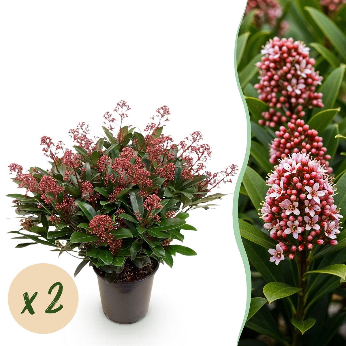 Skimmia japonica 'Rubella' – rød – 2 planter, Ø19 cm, 60 cm høj