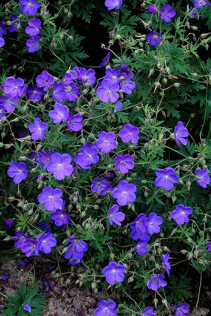 Geranium 'Johnson’s Blue' (cranesbill) – 6 plants, Ø9 cm, 10–25 cm tall – photo 6