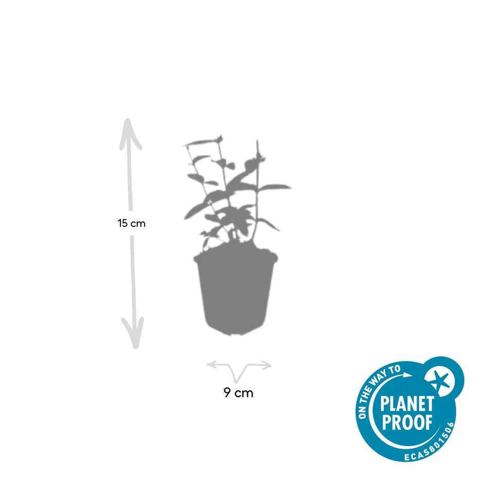 Hypericum inodorum 'Annebel' (Indisches Johanniskraut) – 12 Pflanzen, Ø9 cm, 10–25 cm hoch – Bild 5