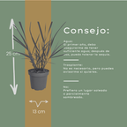 Panicum virgatum 'Rotstrahlbusch' (graminée aux couleurs automnales chaudes) – 3 plants, Ø12 cm