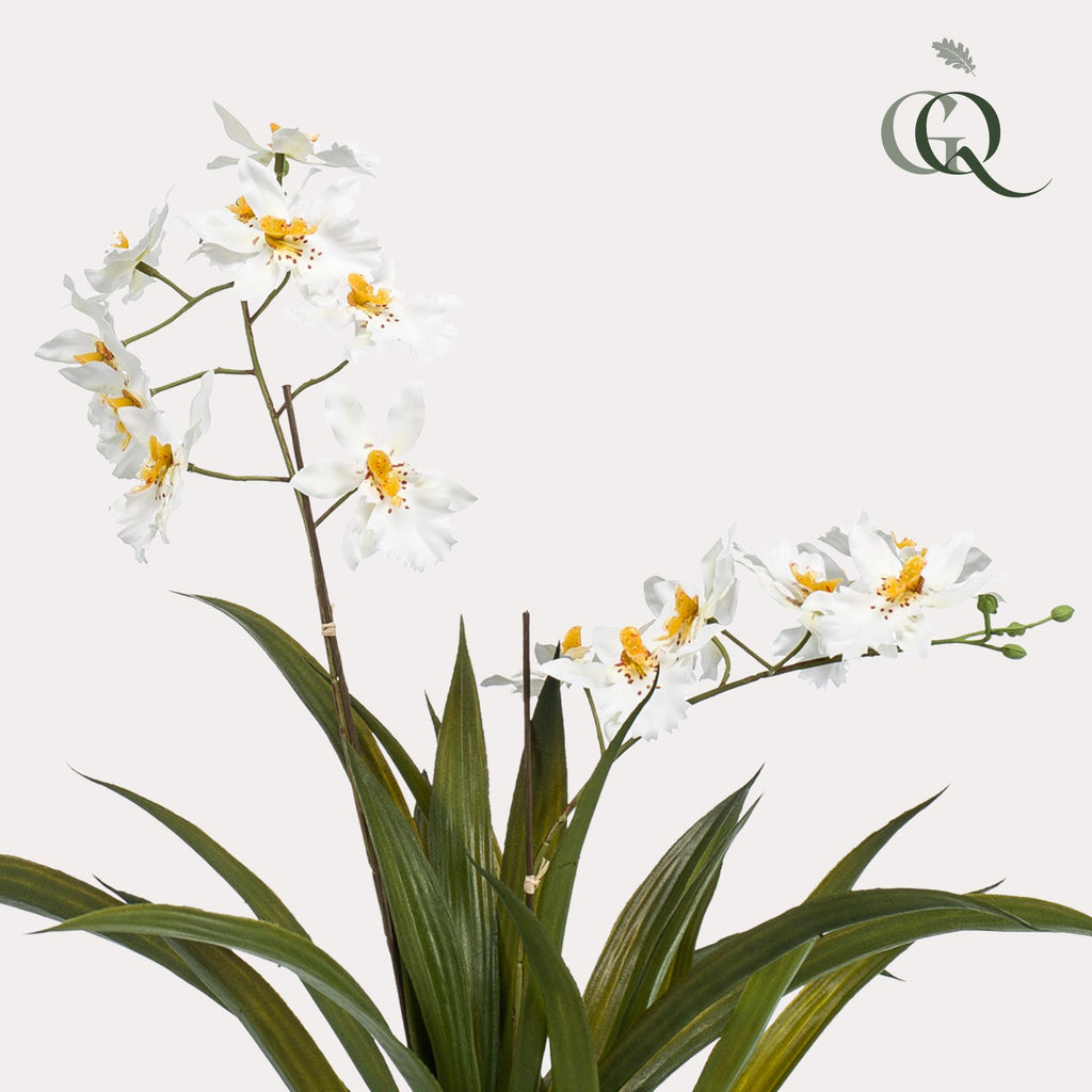 Orkidé (Phalaenopsis) – Ø14 cm, 45 cm hög – bild 2