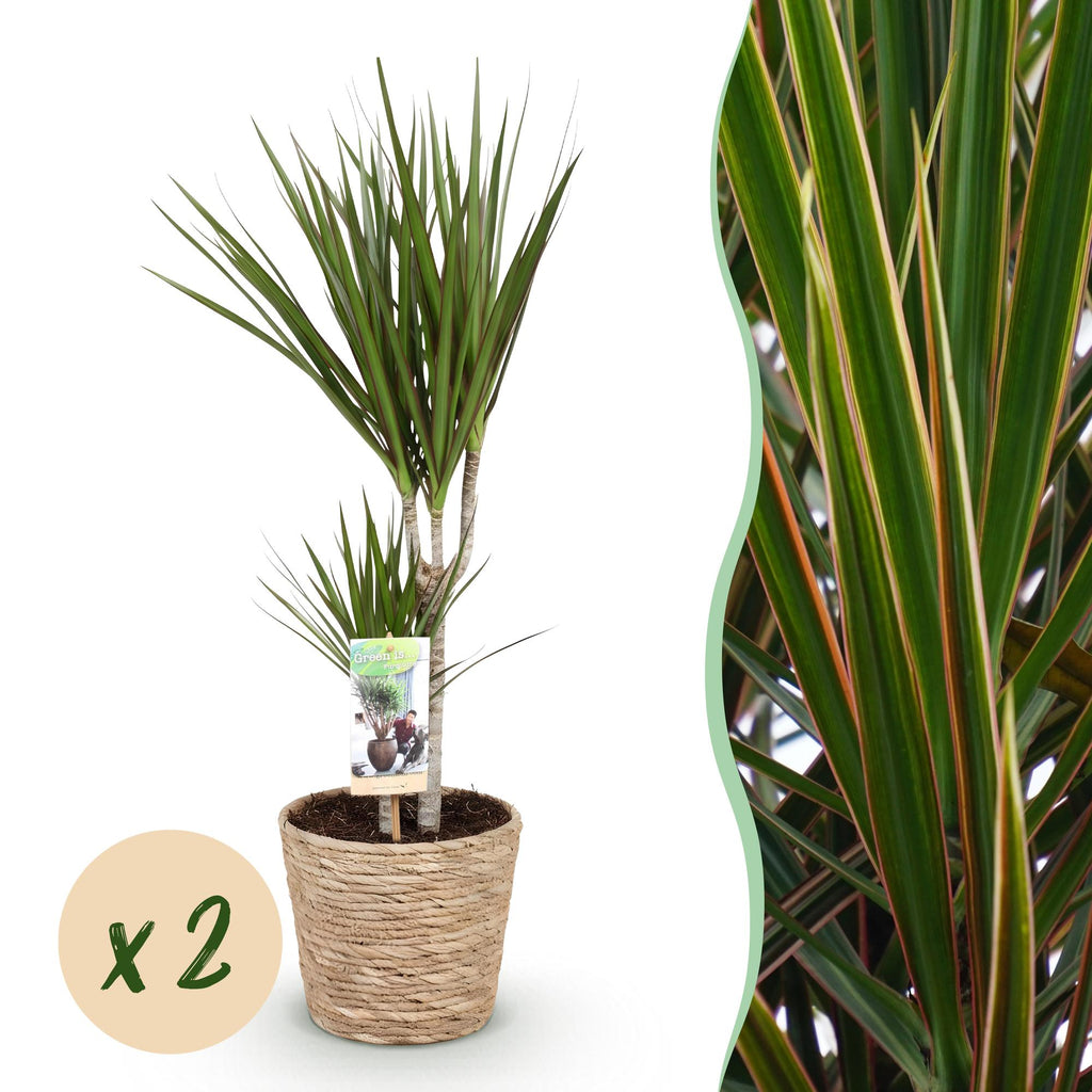 2× Dracaena marginata (drakträd) med korg – Ø17 cm, 70–80 cm hög