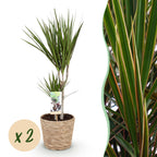 2× Dracaena marginata (drakträd) med korg – Ø17 cm, 70–80 cm hög