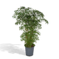Aralia (Polyscias) – Ø21 cm, 75 cm hoog