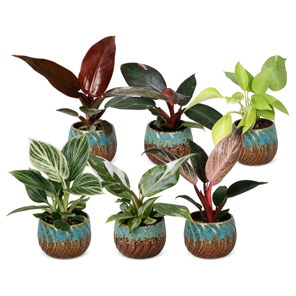 6× Baby Philodendron Family inkl. Copper Reef – Ø6 cm, 10–15 cm høj