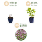 Nepeta sibirica 'Wild Orchid' (Katzenminze) – rosa – 24 Pflanzen, Ø11 cm, 15–25 cm hoch