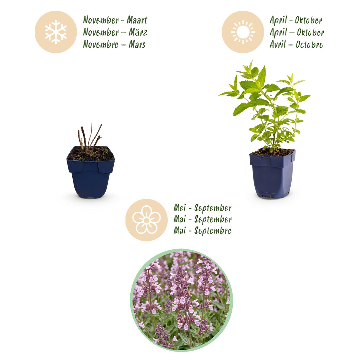 Nepeta sibirica 'Wild Orchid' (Katzenminze) – rosa – 24 Pflanzen, Ø11 cm, 15–25 cm hoch – Bild 4