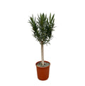 Nerium 'Oleander' standard – Ø22 cm, 110 cm high – pink