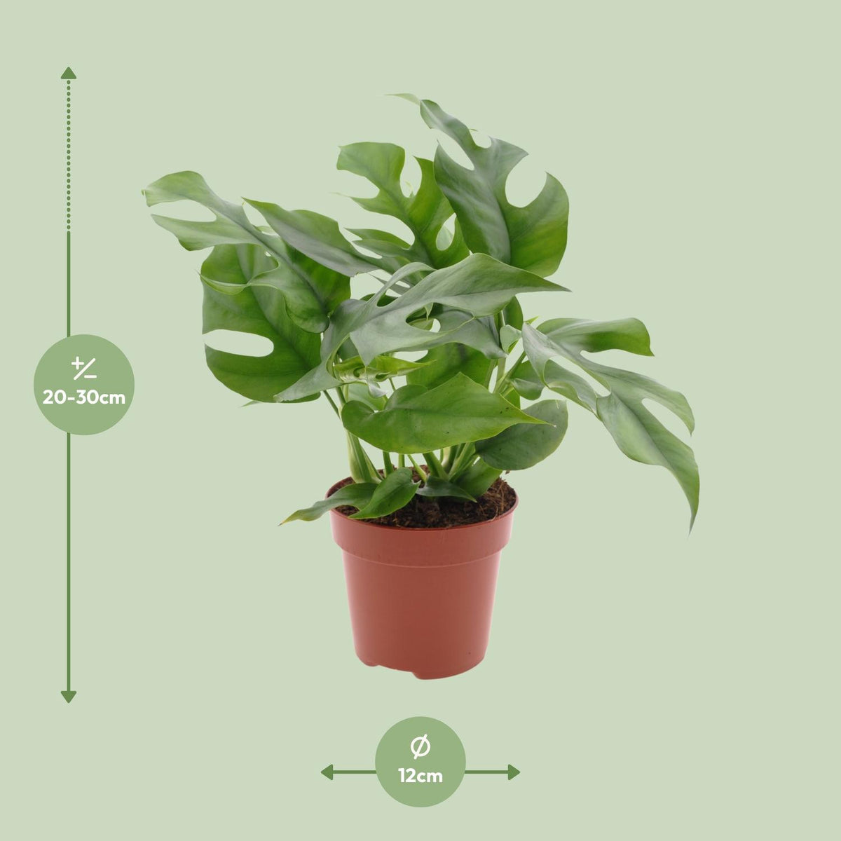 Monstera Minima (mini-monstera) – Ø12 cm, 25 cm hoog
