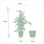 Ficus benjamina Danielle (treurvijg) met mand selin – Ø21 cm, 95 cm hoog