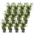 Fargesia rufa (Bambus) – 12 Pflanzen, Ø 14 cm, 35 cm hoch