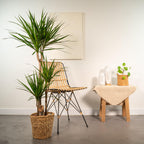 Dracaena (Drachenbaum) mit Korb – Ø 21 cm