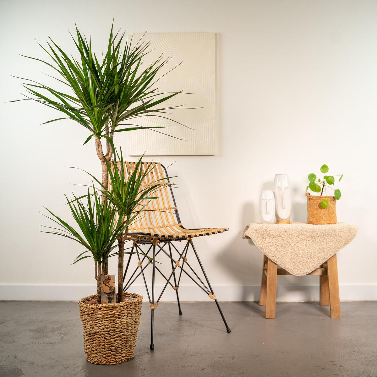 Dracaena (Drachenbaum) mit Korb – Ø 21 cm