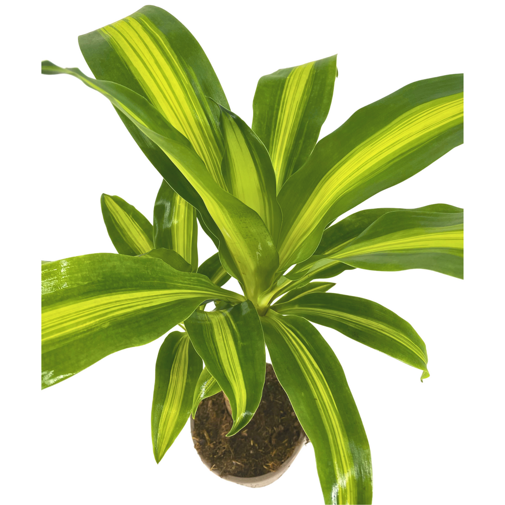 Dracaena fragrans Massangeana (Drachenbaum) – Ø 17 cm, 60–80 cm hoch