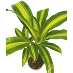 Dracaena fragrans Massangeana (Drachenbaum) – Ø 17 cm, 60–80 cm hoch