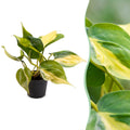 Philodendron scandens Brazil – Ø6 cm, 12 cm high