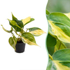 Philodendron scandens Brazil – Ø6 cm, 12 cm high