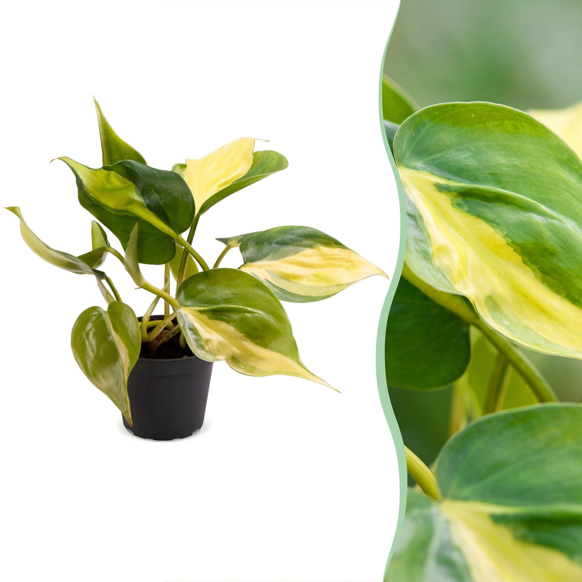 Philodendron scandens Brazil – Ø6 cm, 12 cm high