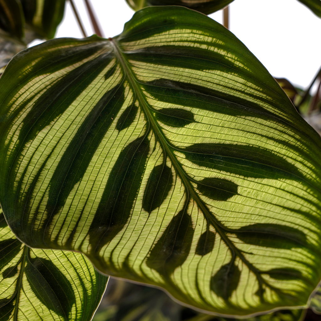 Calathea makoyana – Ø17 cm, 40–50 cm hoog