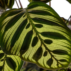 Calathea makoyana – Ø17 cm, 40–50 cm hoog