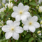 Clematis 'Jackmanii Huldine' (grimpette) – blanc – 4 plantes, Ø9 cm, 35 cm de haut