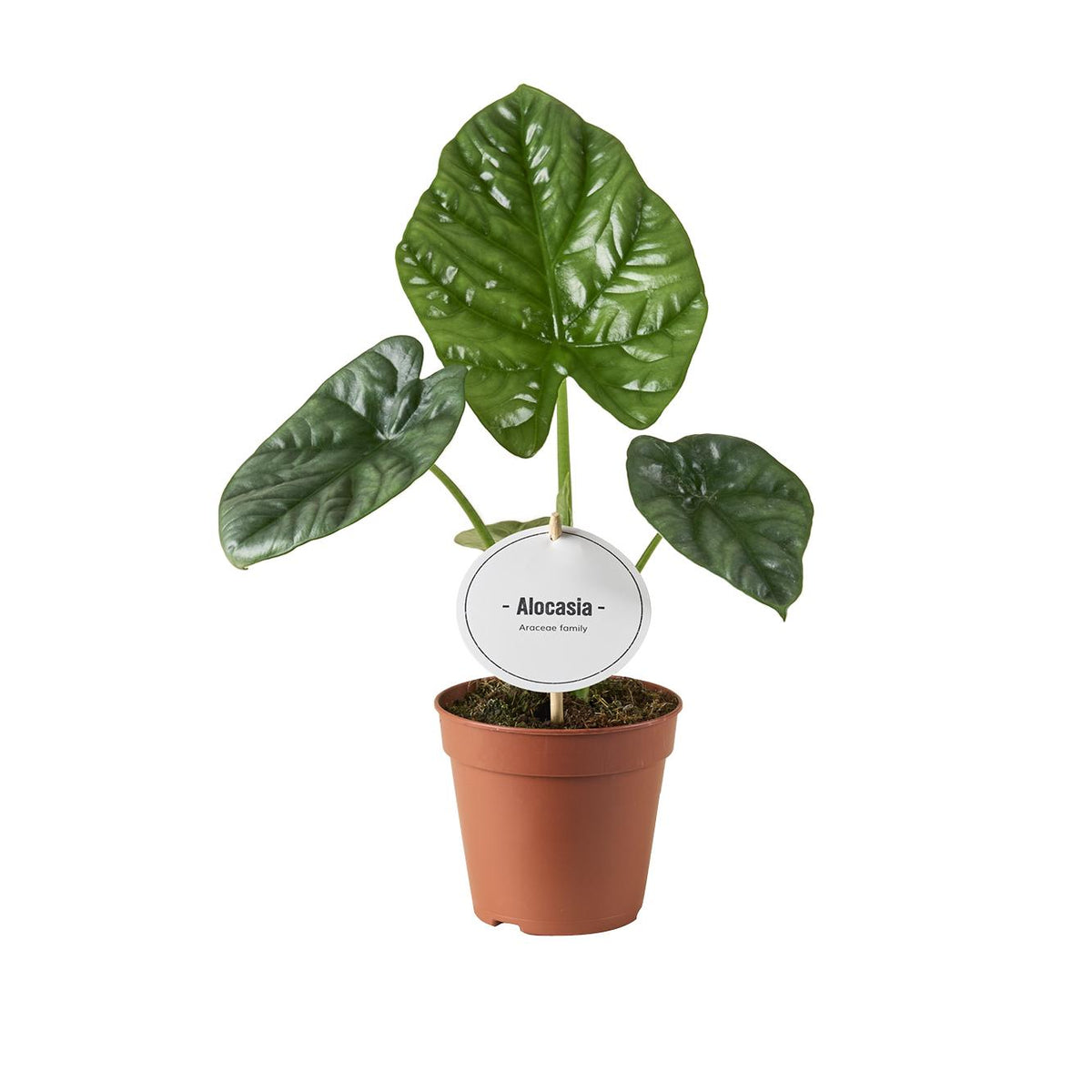 Alocasia Lukiwan (oreille d'éléphant) – Ø12 cm, 20 cm de haut