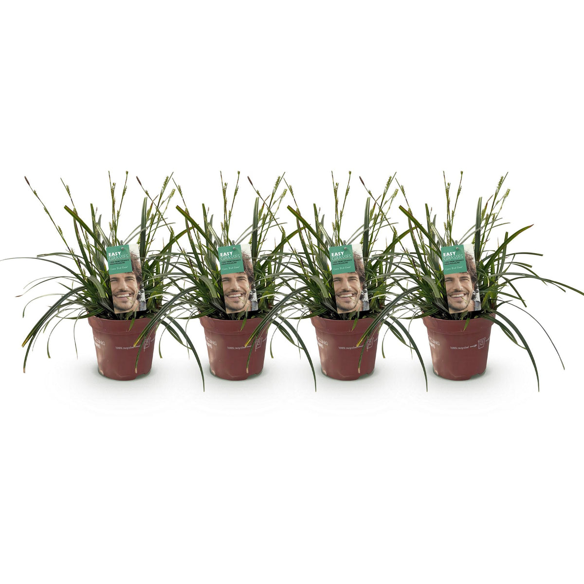 Carex oshimensis 'Intense Green' (zegge) – 4 planten, Ø17 cm, 50 cm hoog