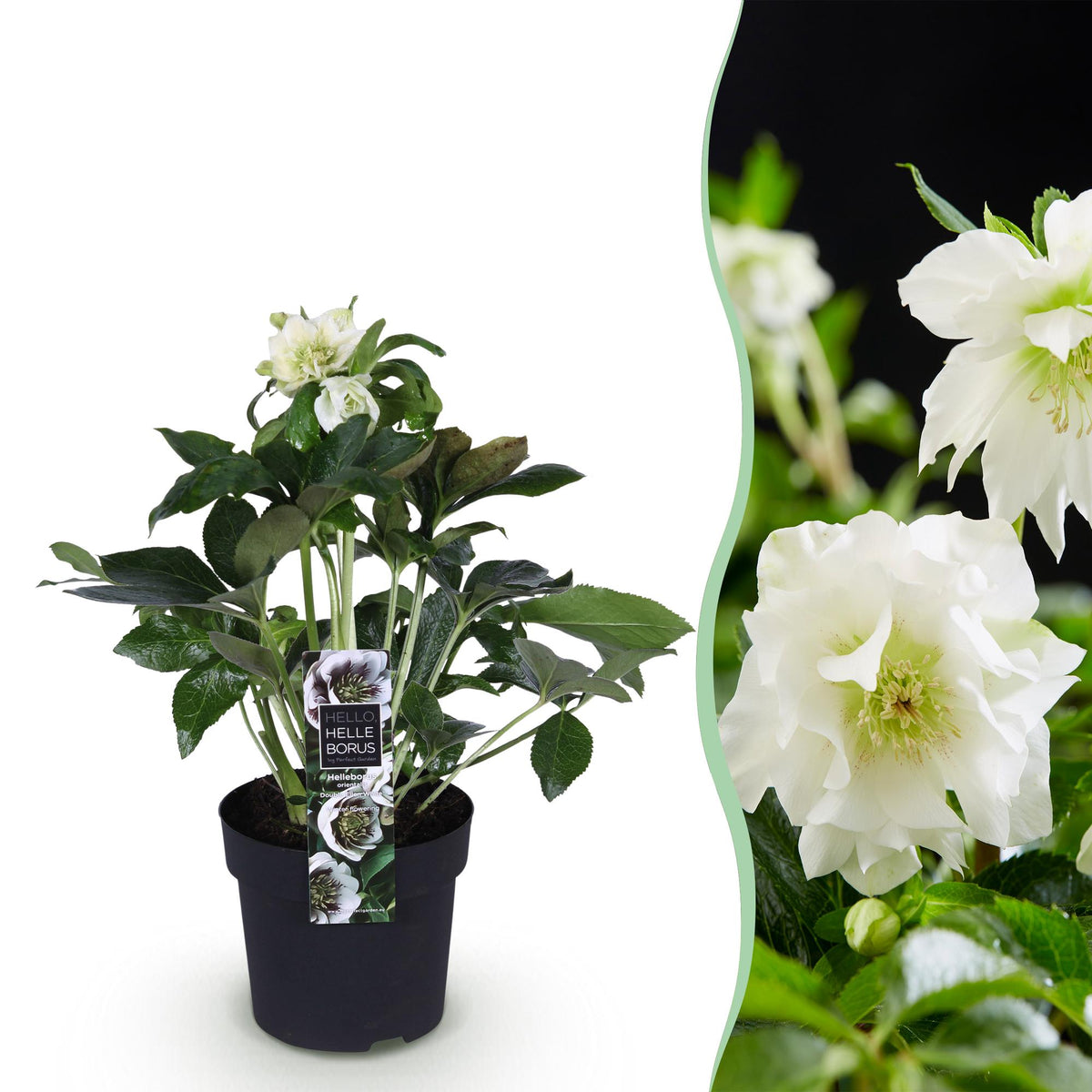 Helleborus orientalis 'Double Ellen White' (Christrose) – Ø 14 cm, 35 cm hoch