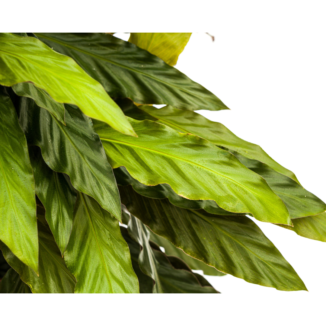 Calathea Rufibarba – Ø27 cm, 60–80 cm hoog