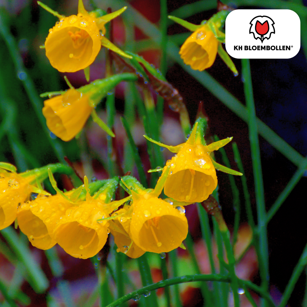 Narcis 'Golden Bells' – 25 blomsterløg