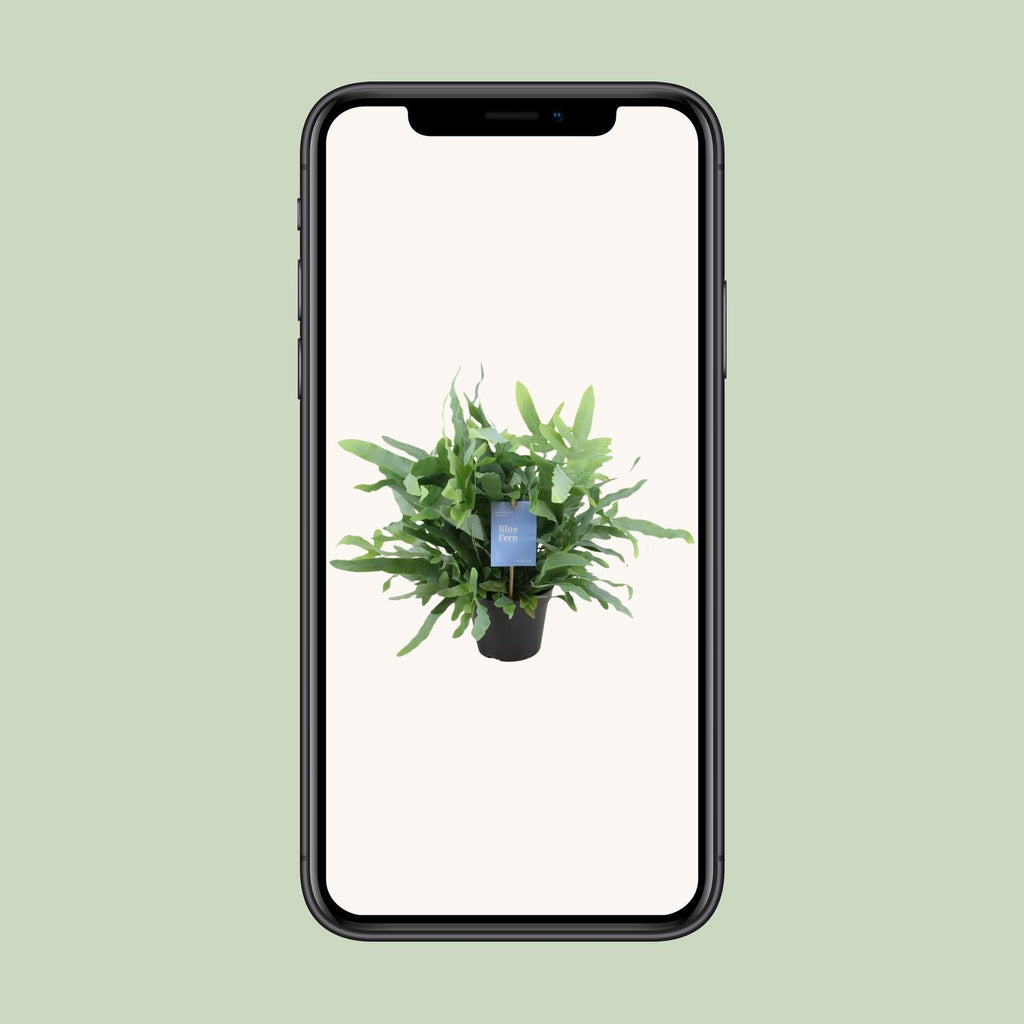 Phlebodium Blue Fern (blåbreg) – Ø14 cm, 40 cm høj