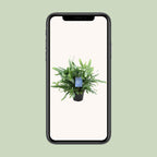 Phlebodium Blue Fern (blåbreg) – Ø14 cm, 40 cm høj