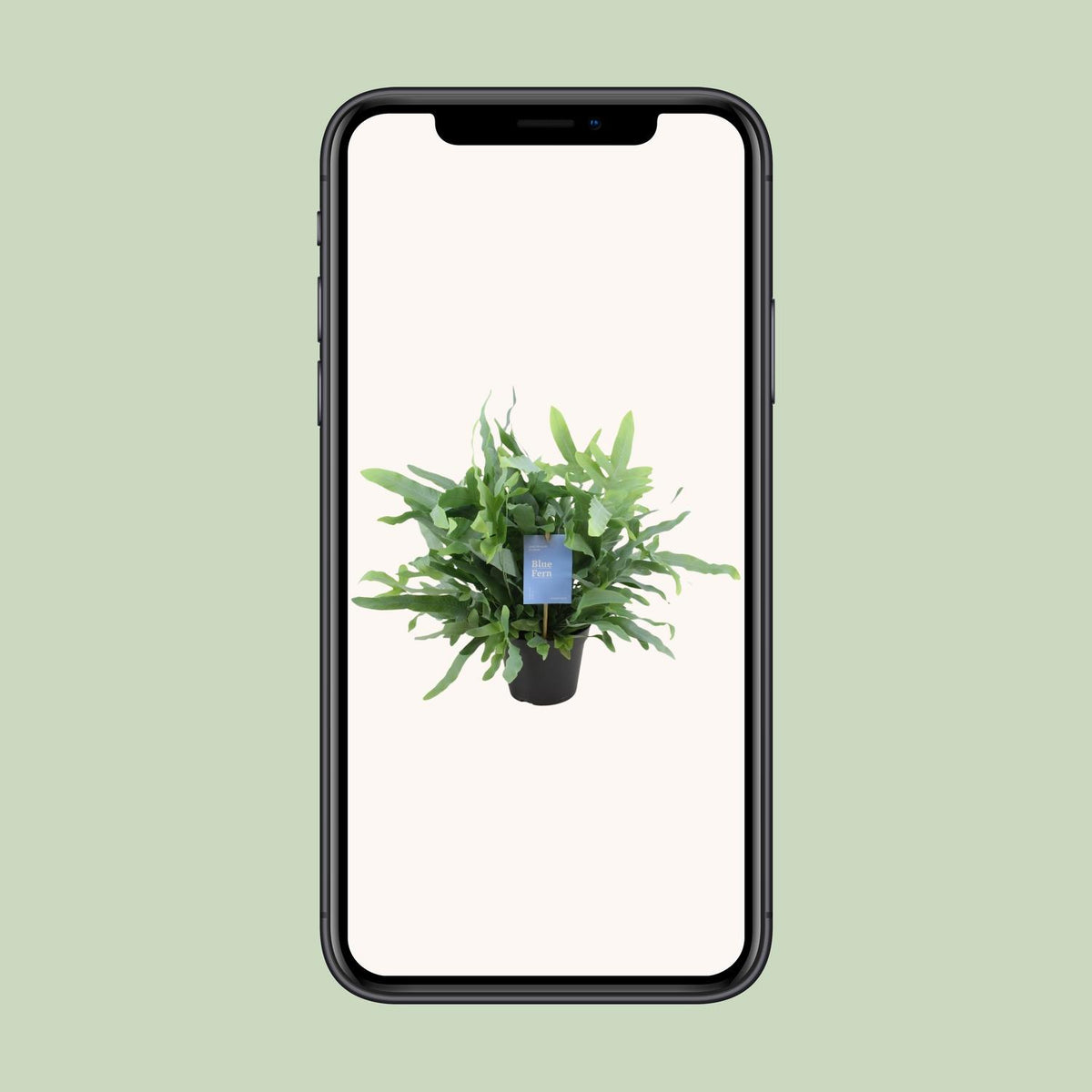 Phlebodium Blue Fern (blåbreg) – Ø14 cm, 40 cm høj