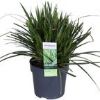 Carex morrowii 'Ice Dance' (zegge) – 3 planten, Ø14 cm, 30 cm hoog