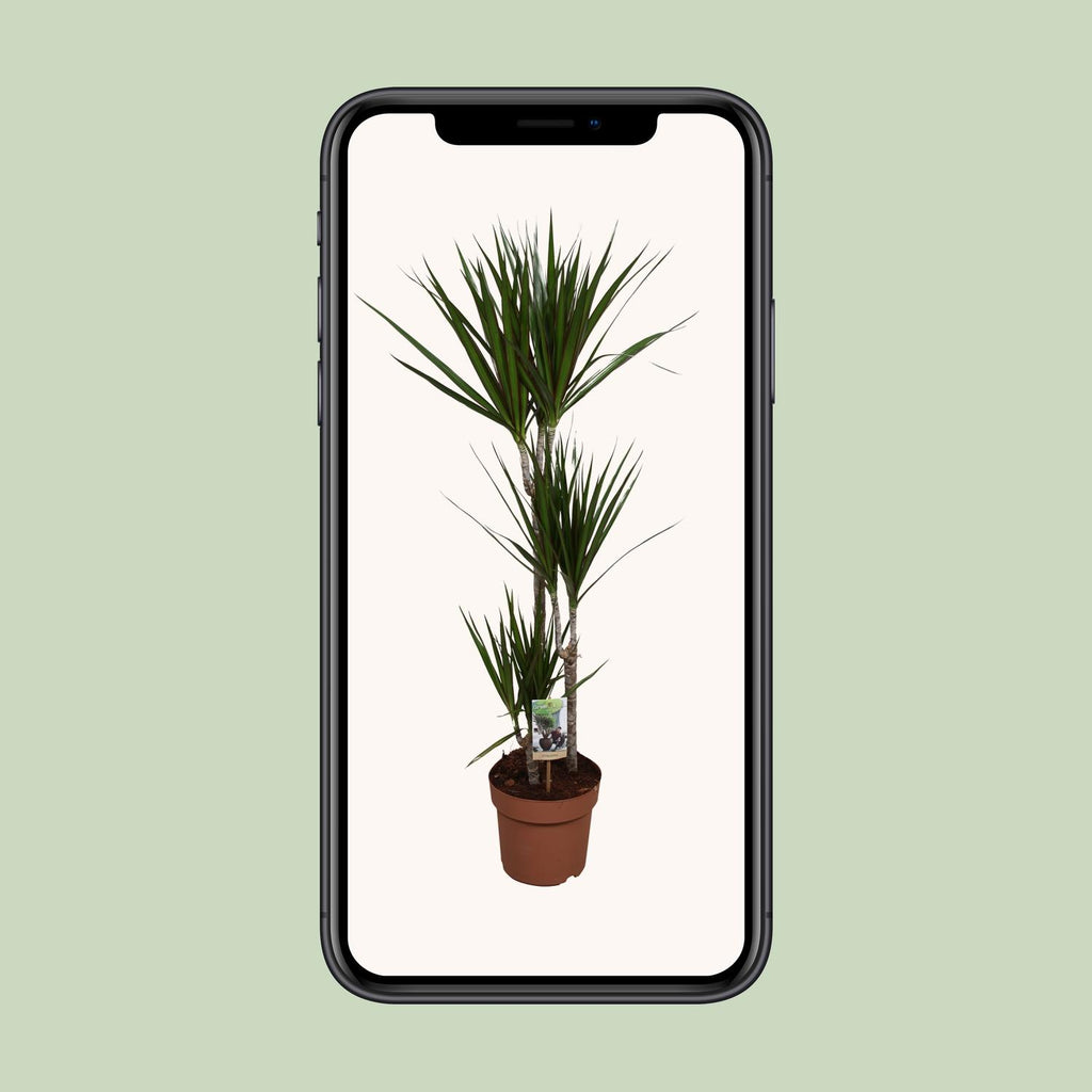 Dracaena marginata (dragetræ) – Ø21 cm, 120 cm høj – art. 9683