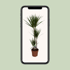 Dracaena marginata (dragetræ) – Ø21 cm, 120 cm høj – art. 9683